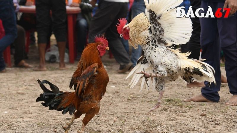 Kỹ thuật chiến đấu trong gà đá đòn là gì?