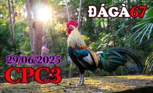 Video Đá Gà Thomo C3 Ngày Hôm Nay 29/06/2025